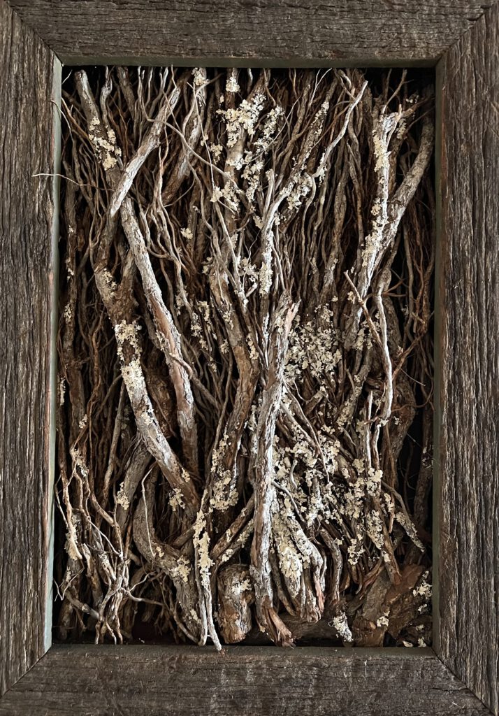 Pōhutukawa Shapeshifting by Sarah Edgehill, a pōhutukawa aerial root with lichen in a weathered wooden frame